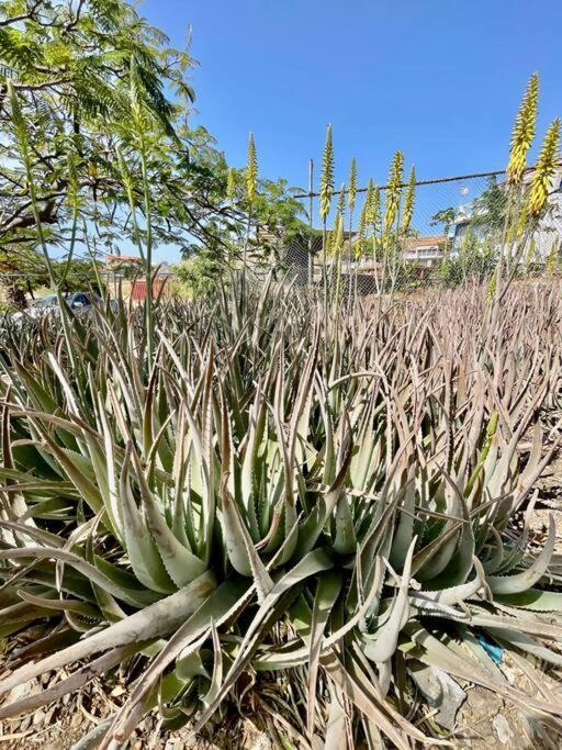 Casa Aloe Vera - Private House W/ Free Breakfast Cidade Velha 外观 照片