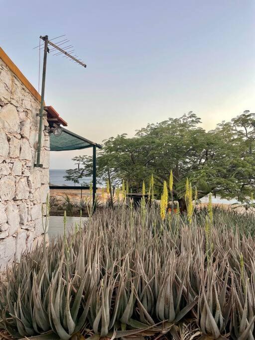 Casa Aloe Vera - Private House W/ Free Breakfast Cidade Velha 外观 照片